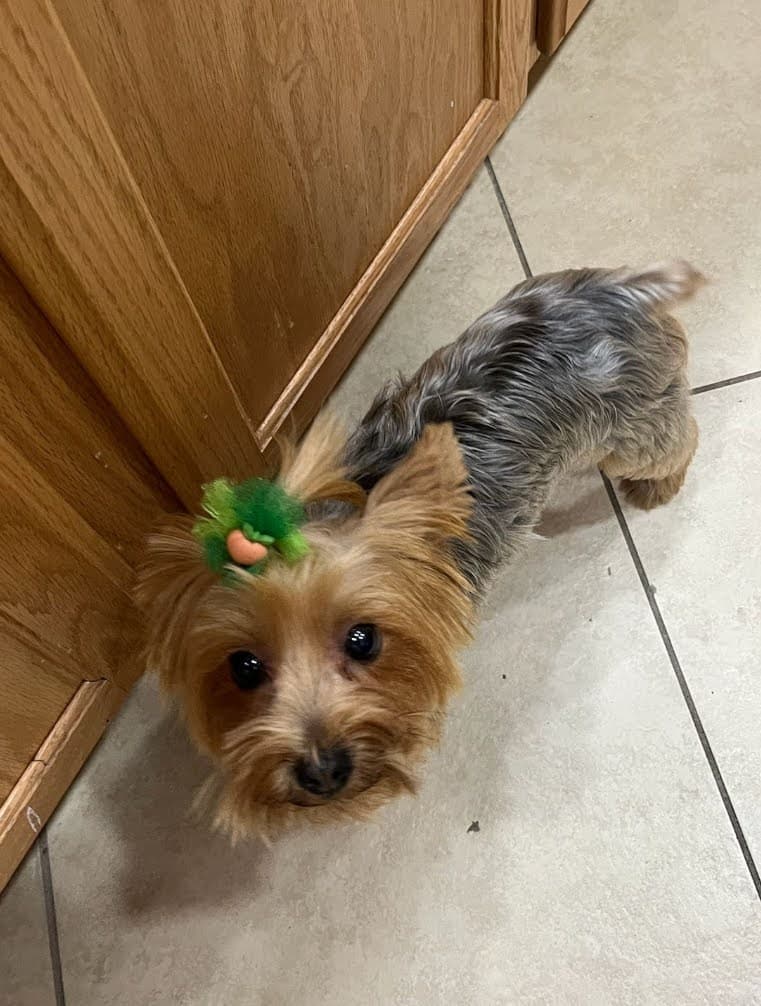 Ella indoors with bow