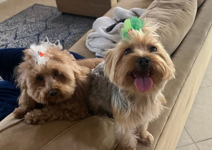 Emma & Ella cuddling on the couch